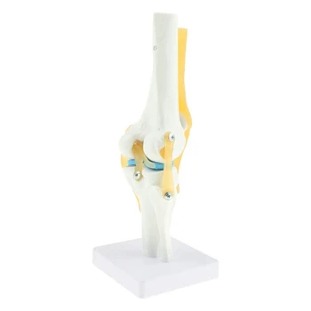 Анатомическая модел на коляното в реален размер 1:1 (модел функционална сухожилие на коляното на човек)