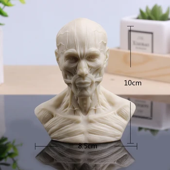 Модел на черепа на дирекции с дърворезба на мускулите човешка глава, натюрморт с натюрмортом, модел